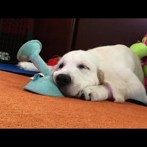 🐶 Pet Friendly Closet! - Picture 3 of 5